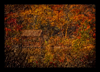 CABIN IN THE WOODS-40X28-BORDERED