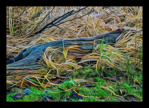 DRIFTWOOD IN THE GRASS-40X28