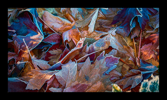 FALLEN LEAVES#1A-36X20-BORDERED