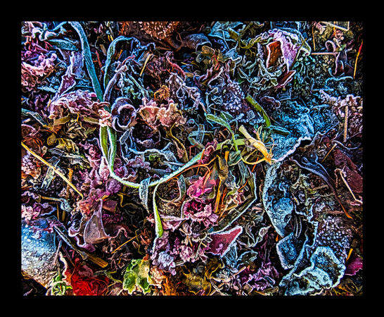 FROST ON SEAWEED#2A-30X24-BORDERED