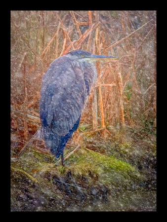 GREAT BLUE HERON#3A-36X26-BORDERED