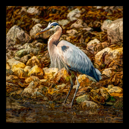 GREAT BLUE HERON#2A-36X36-BORDERED