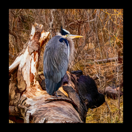 GREAT BLUE HERON#1A-24X24-BORDERED