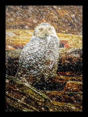 SNOWY OWL#1A-36X26-BORDERED